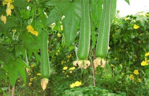 蔬菜配送教您種植絲瓜的病蟲病害防治